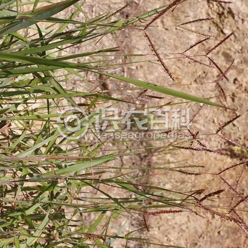 柑橘黄叶症状示例2