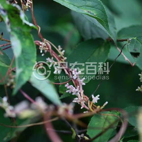 柑橘黄叶症状示例2