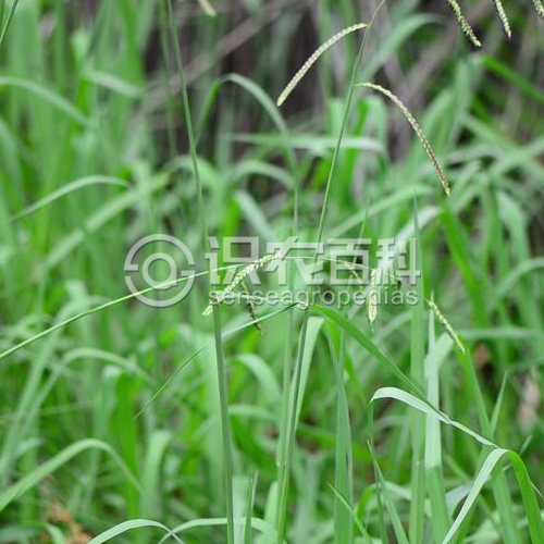 柑橘黄叶症状示例2