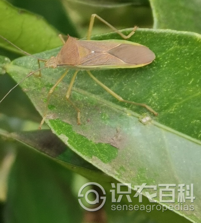 柑橘黄叶症状示例3