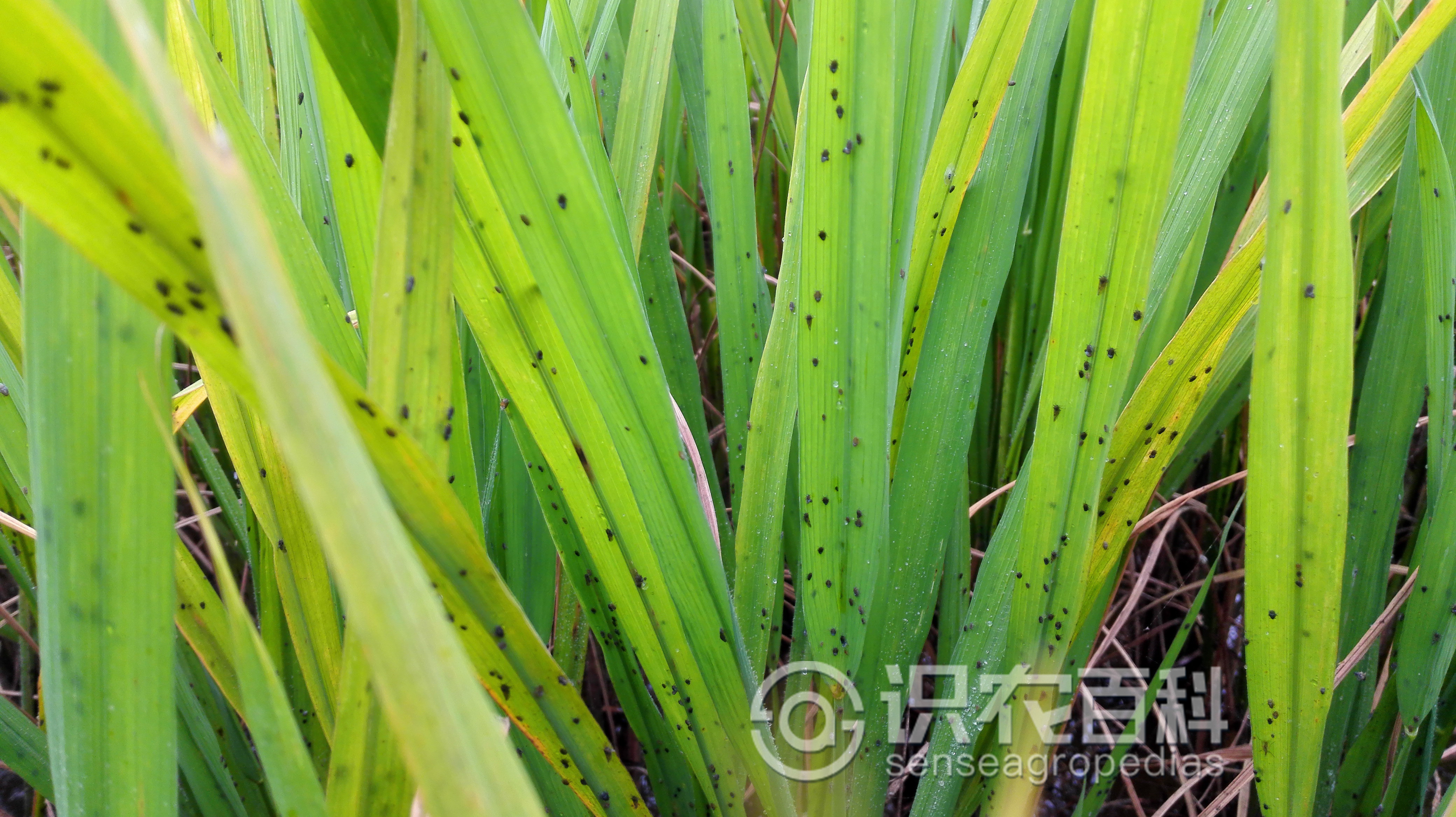 柑橘黄叶症状示例2