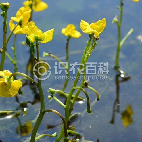 柑橘黄叶症状示例2