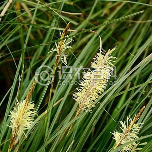 柑橘黄叶症状示例1