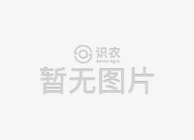 柑橘黄叶症状示例0