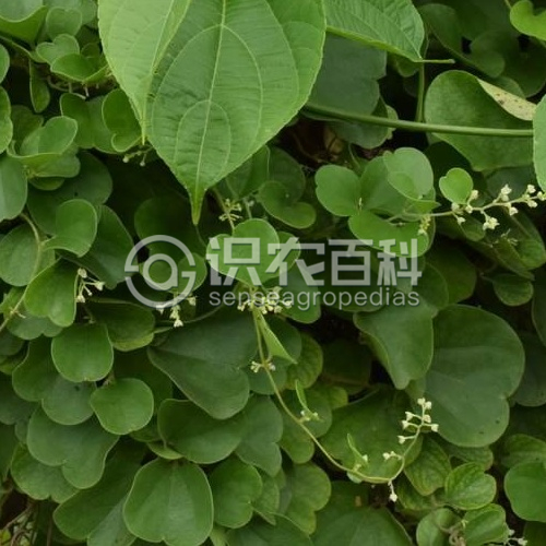 柑橘黄叶症状示例3