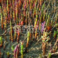 柑橘黄叶症状示例0