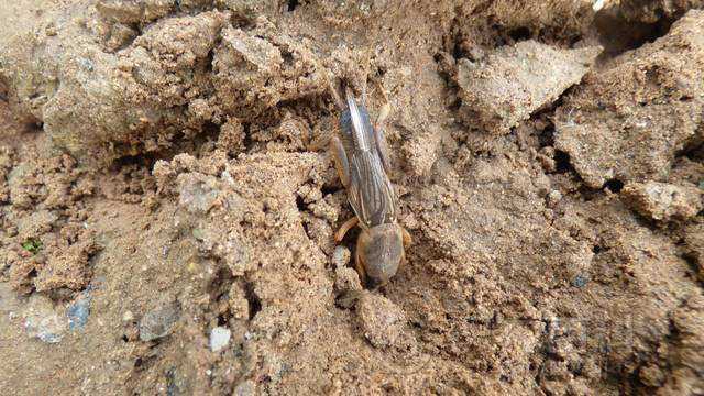柑橘黄叶症状示例5
