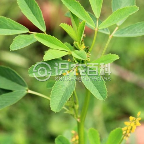 柑橘黄叶症状示例1