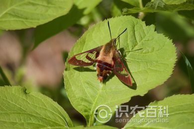 柑橘黄叶症状示例2