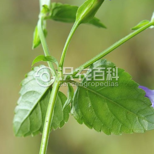 柑橘黄叶症状示例1