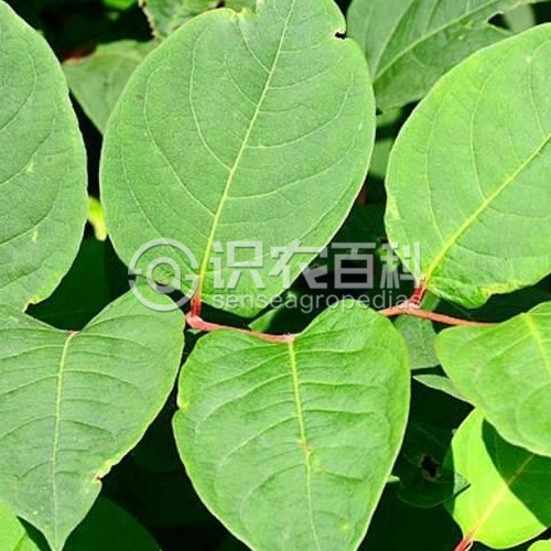 柑橘黄叶症状示例3