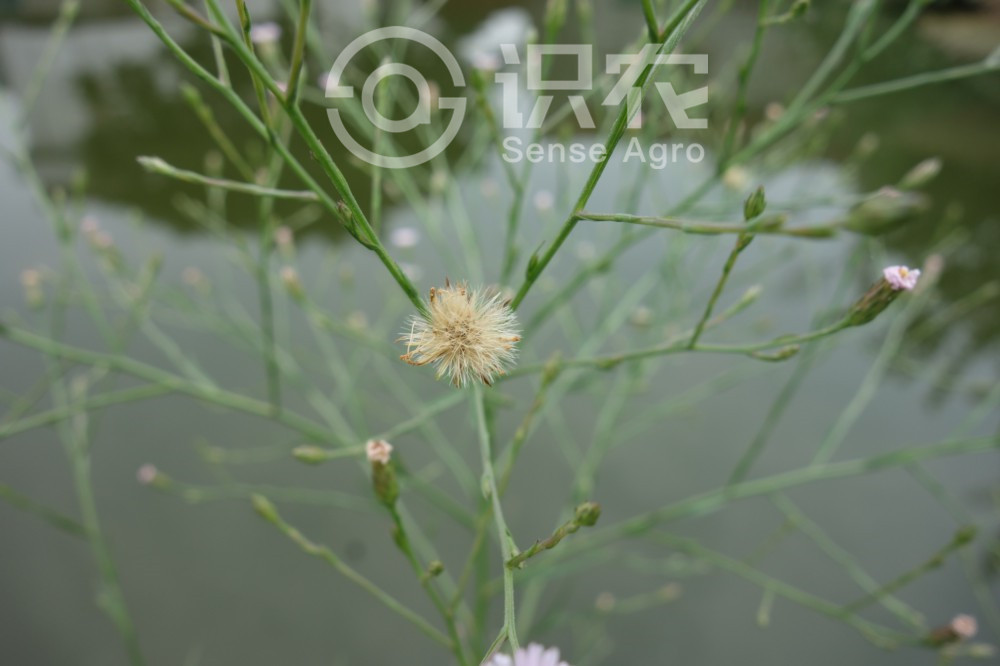 柑橘黄叶症状示例3