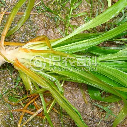 柑橘黄叶症状示例2