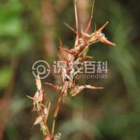 柑橘黄叶症状示例0