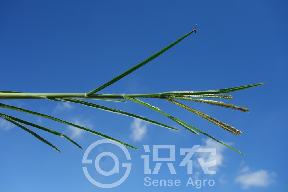 柑橘黄叶症状示例3