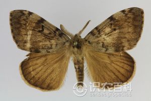 柑橘黄叶症状示例0