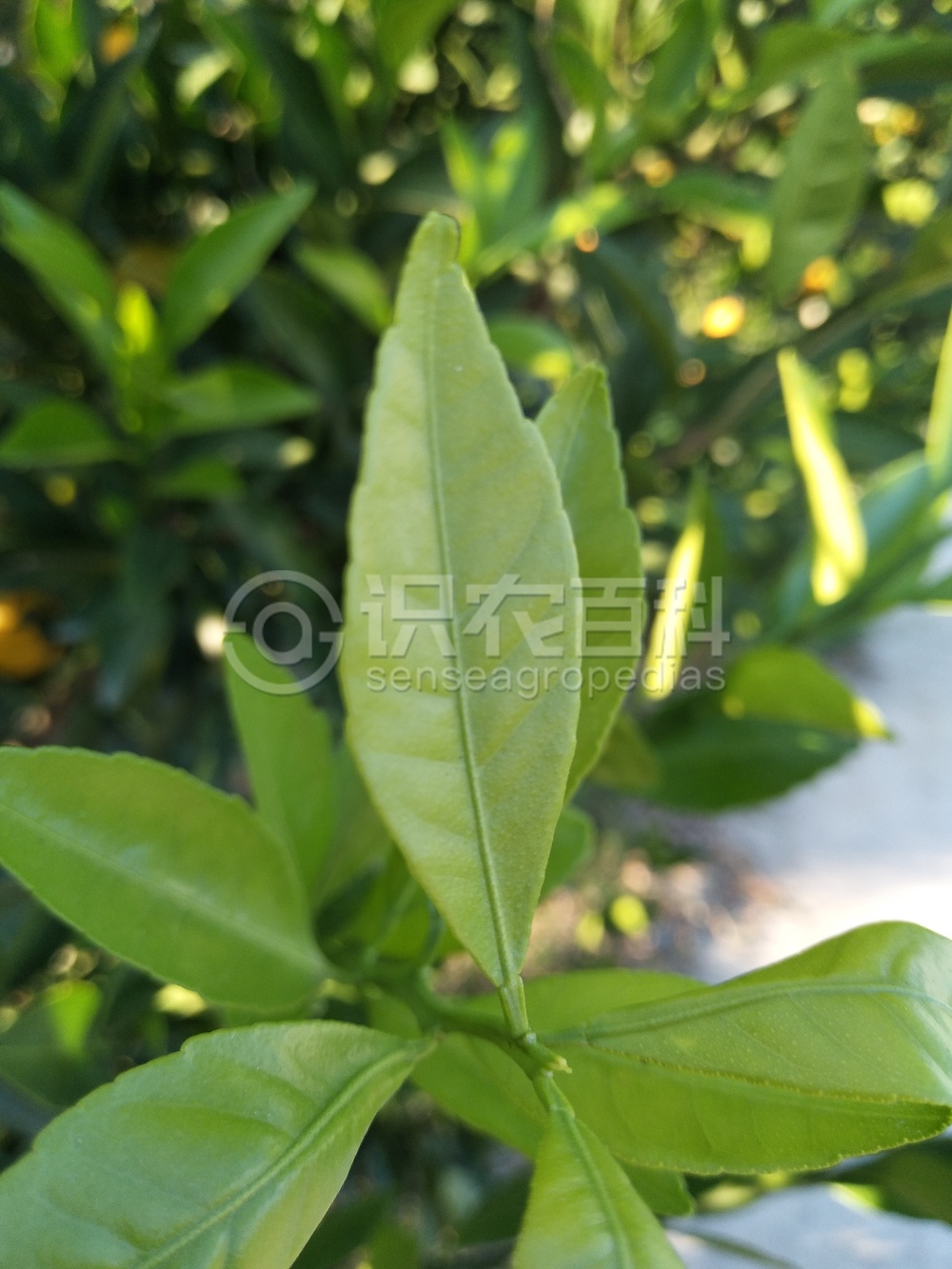 柑橘黄叶症状示例1