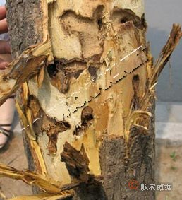 柑橘黄叶症状示例4