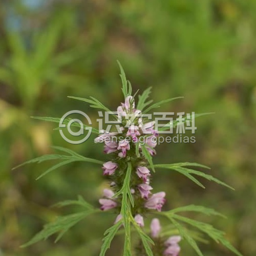 柑橘黄叶症状示例1