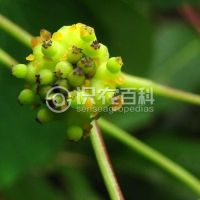 柑橘黄叶症状示例0