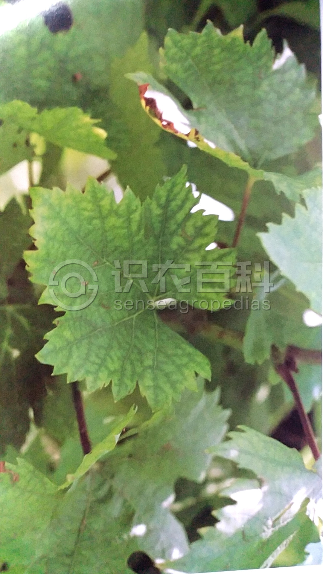 柑橘黄叶症状示例1