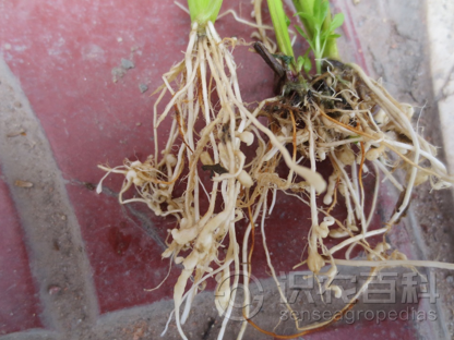 柑橘黄叶症状示例2