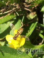 柑橘黄叶症状示例0