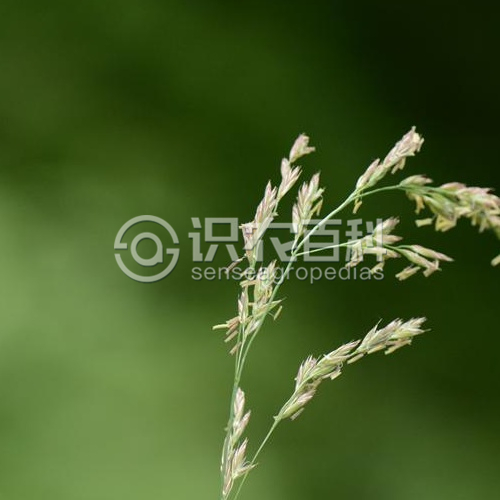 柑橘黄叶症状示例1