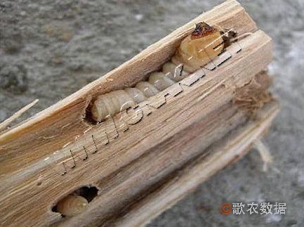 柑橘黄叶症状示例2