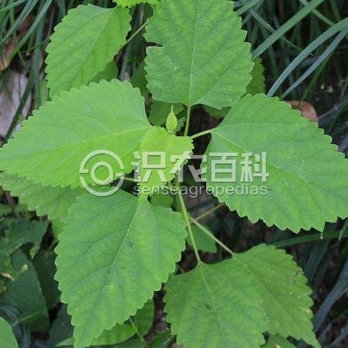 柑橘黄叶症状示例3