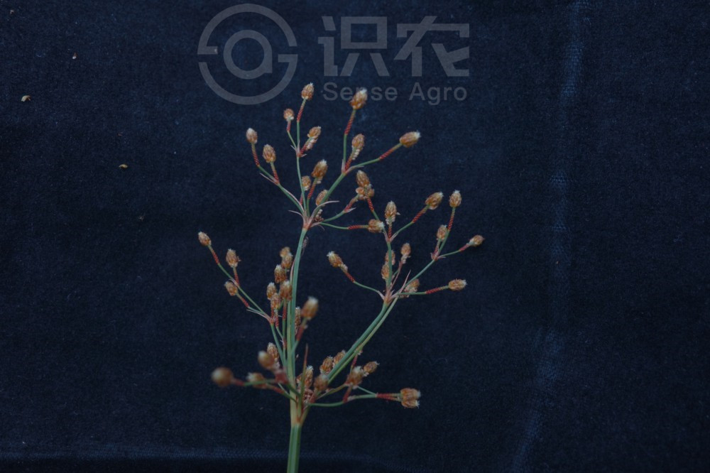 柑橘黄叶症状示例1