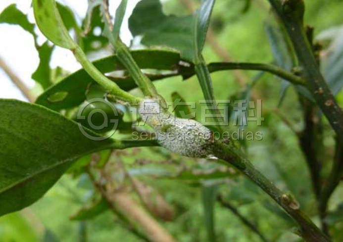 柑橘黄叶症状示例4