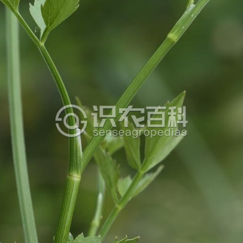 柑橘黄叶症状示例2