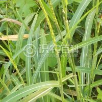 柑橘黄叶症状示例0