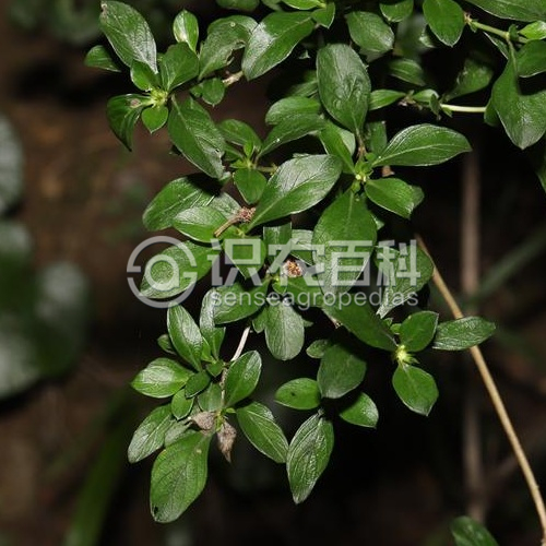 柑橘黄叶症状示例3