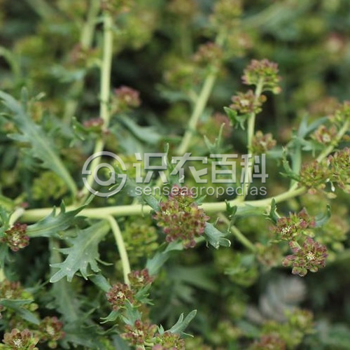 柑橘黄叶症状示例1