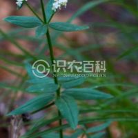 柑橘黄叶症状示例0