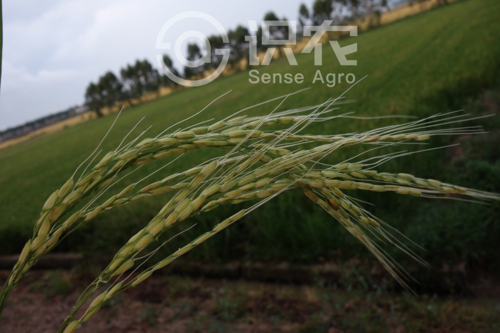 柑橘黄叶症状示例2