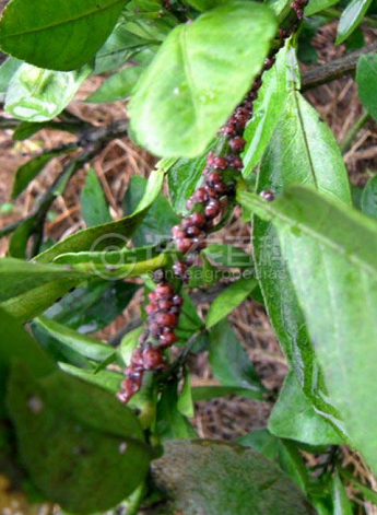 柑橘黄叶症状示例1