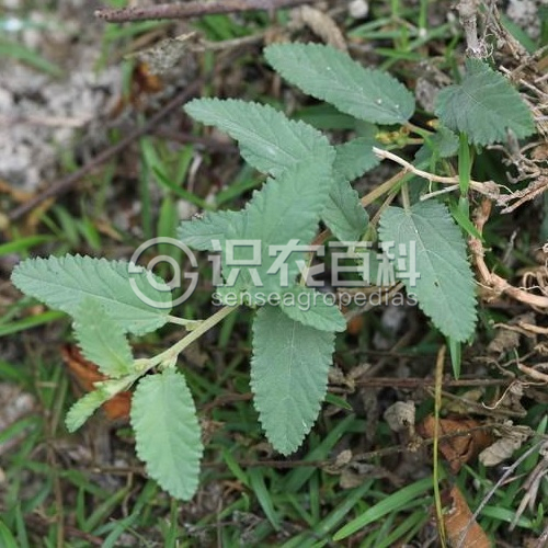 柑橘黄叶症状示例1