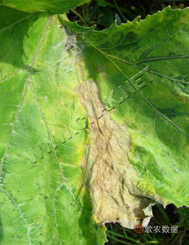 柑橘黄叶症状示例0