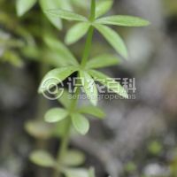柑橘黄叶症状示例0