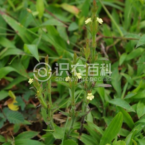 柑橘黄叶症状示例2