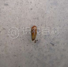 柑橘黄叶症状示例4