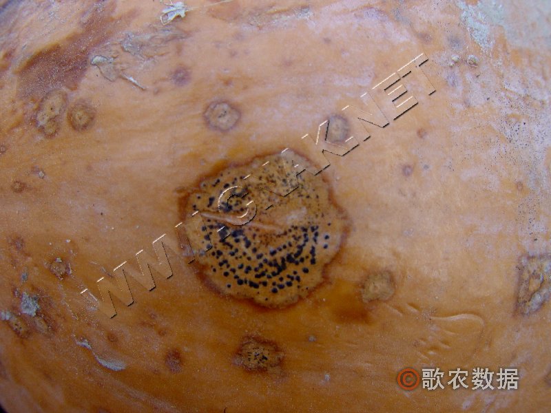 柑橘黄叶症状示例2