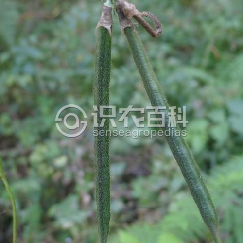 柑橘黄叶症状示例3