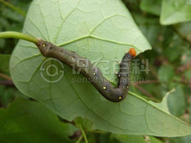 柑橘黄叶症状示例2