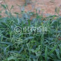 柑橘黄叶症状示例0