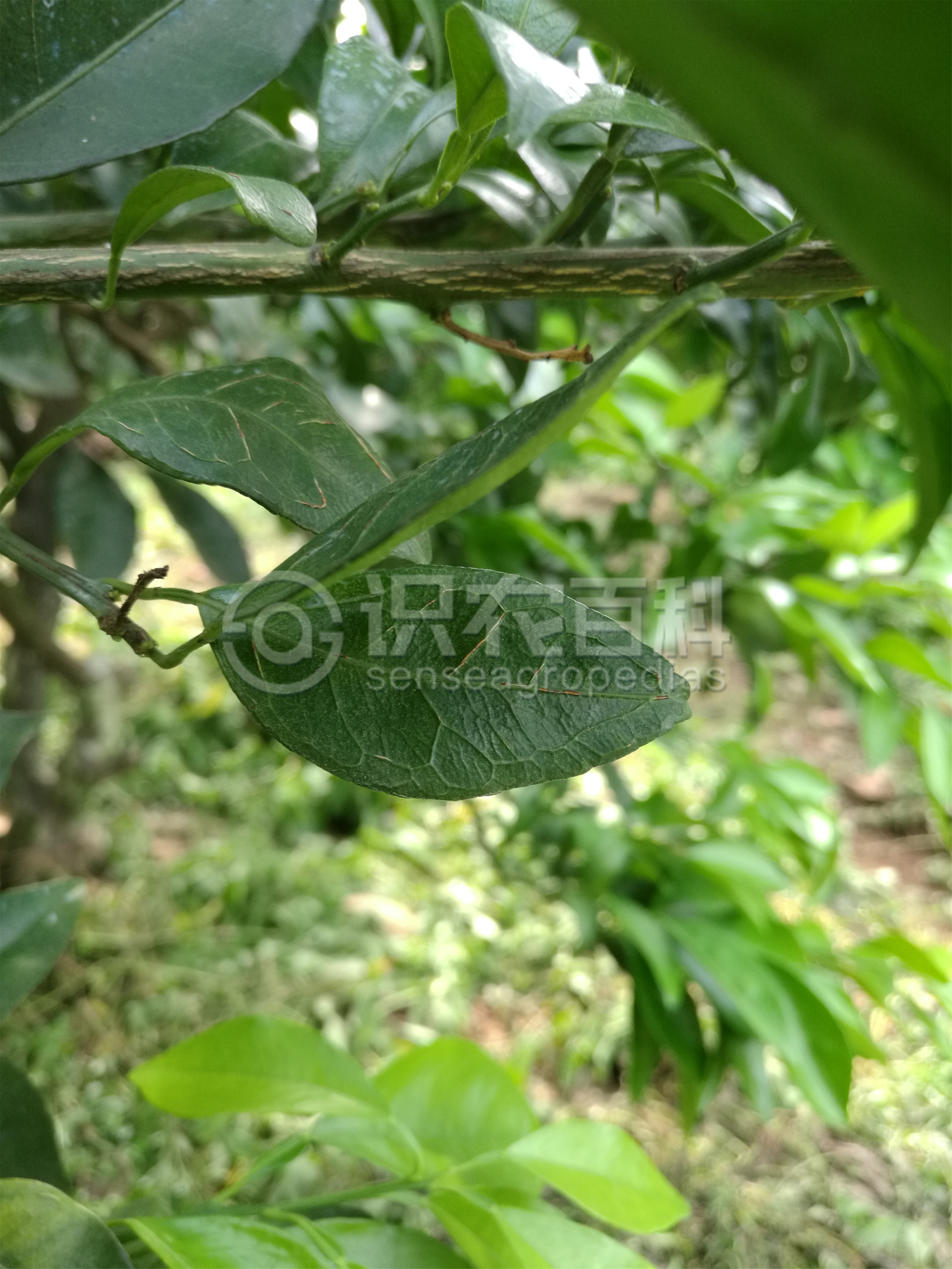 柑橘黄叶症状示例4