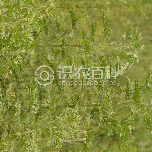 柑橘黄叶症状示例2